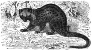 hand drawing of asian palm civet cat, responsible for cat poop coffee