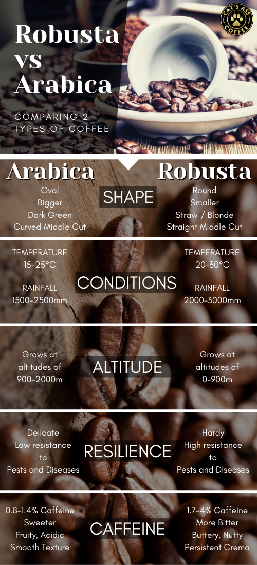 educational infographic illustrates 5 key differences between Robusta Coffee and Arabica coffee