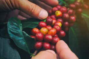 image; closeup of coffee cherries on the vine