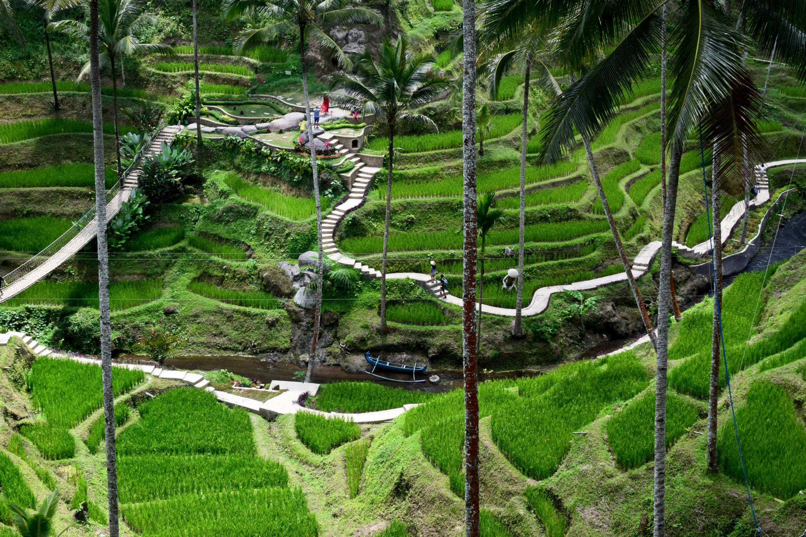 kopi luwak plantation Indonesia